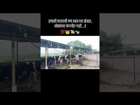 Content Media External Downloads 352188 Short Cow