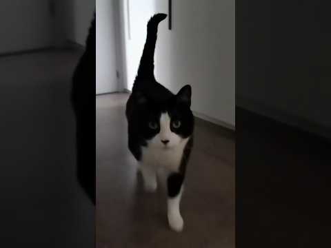 Эпичный марш Маршалла😼