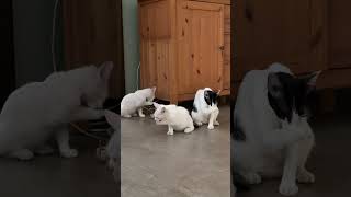 Kok bisa kompak banget sih? 🤭 Mama Kipiw & anaknya bersih-bersih bareng abis makan