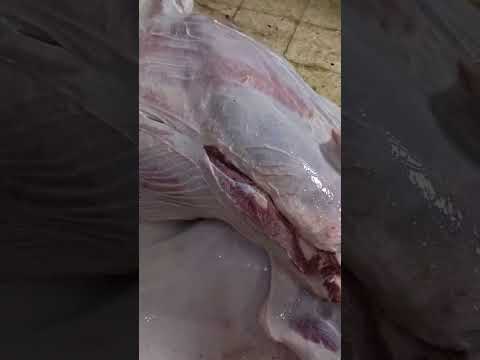 كيفيه استخراج جلد من داخل ضهري العجل بكل سهوله طريقة اقوي نقش ممكن تشوف اسرع جزار سلخ في رمضان كريم 