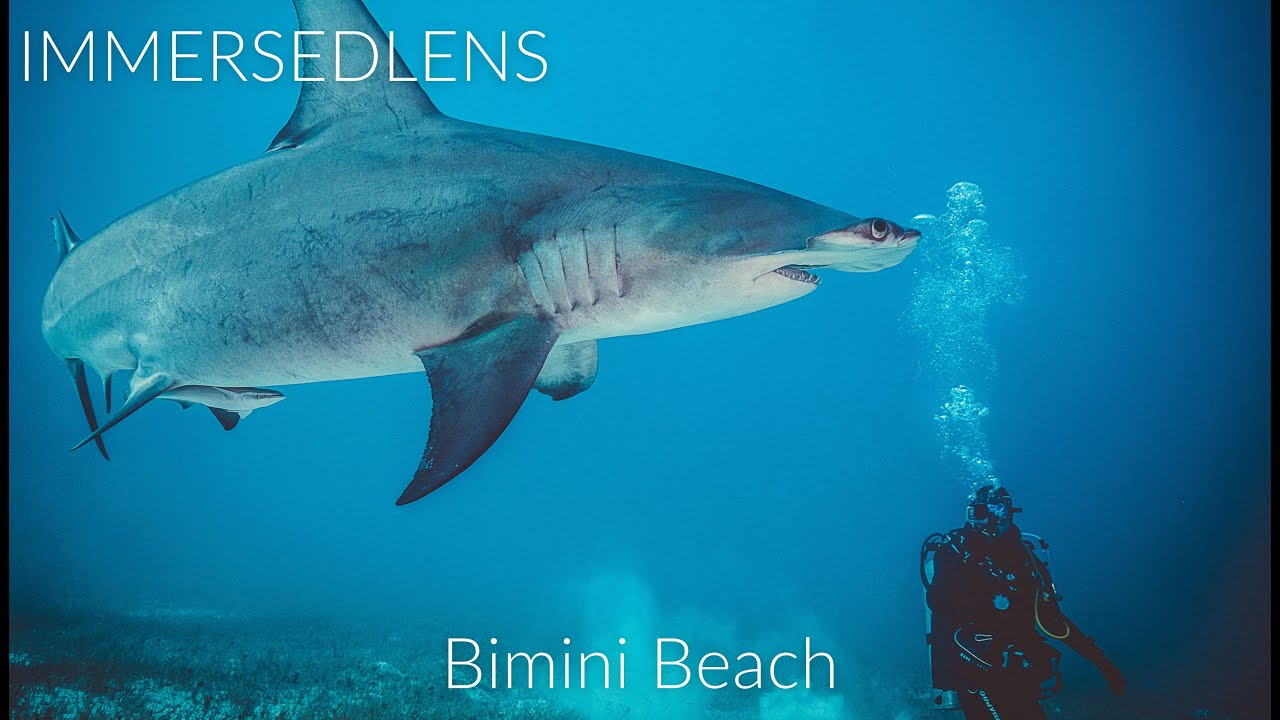 Jellybean being a Great Hammerhead