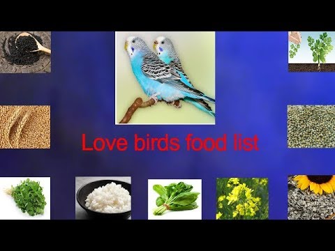 Love Birds Food | Lovebirds Food List Budgies Food Diet