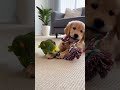 Puppy and Parrot’s Cutest Friendship Ever 🐶🦜 #Shorts📝 #puppy #parrot #viral #fyp #trendig