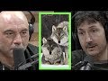 A Pack of Wolves Came After Glenn Villeneuve | Joe Rogan