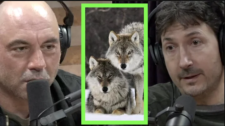A Pack of Wolves Came After Glenn Villeneuve | Joe...