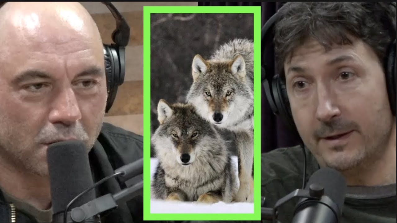 ⁣A Pack of Wolves Came After Glenn Villeneuve | Joe Rogan