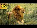 4K African Wildlife: Lake Manyara National Park - Scenic Wildlife Film With Real Sounds