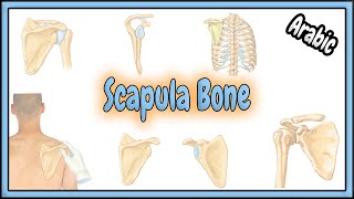 3. Scapula Bone Anatomy || تشريح عظم لوح الكتف