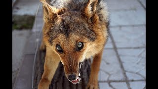 Бешеная лиса нападала на людей в центре Мозыря - 9 пострадавших Бешеная лиса нападала на людей в центре Мозыря - 9 пострадавших
