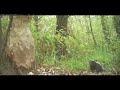 Wandering skunks
