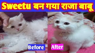 Sweetu बन गया राजा बाबू | @Sweetupersiancat2024 by Sweetu - The Persian Cat 336 views 1 month ago 8 minutes, 57 seconds