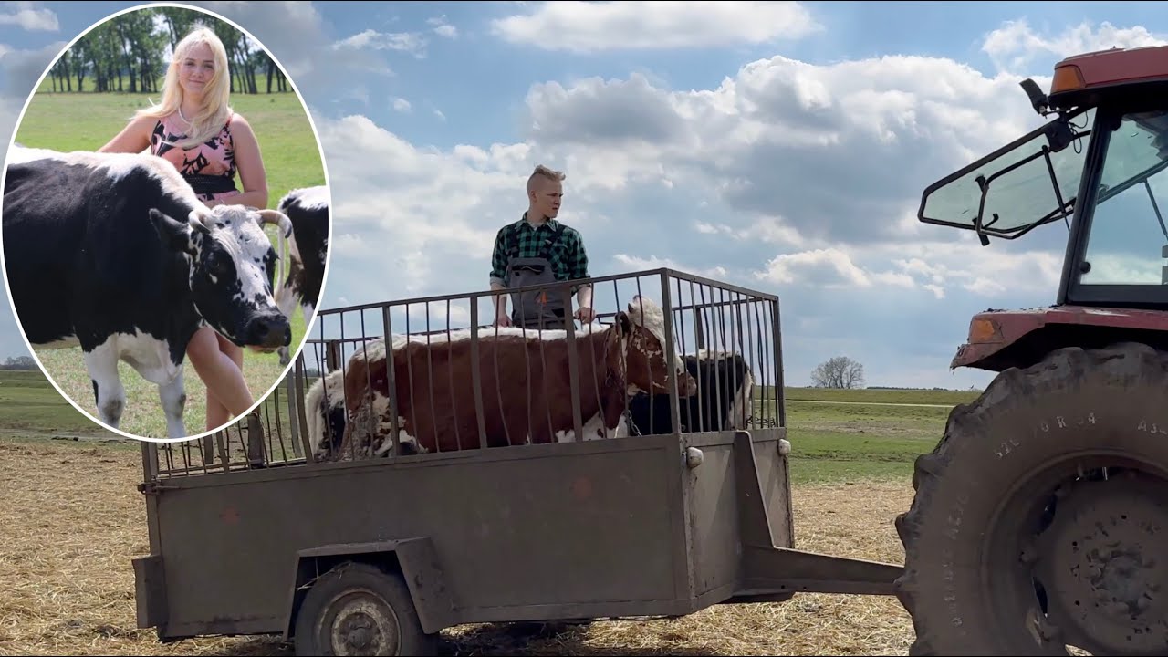 Wywożenie jałówek na pastwisko u Pauliny Kotkowskiej