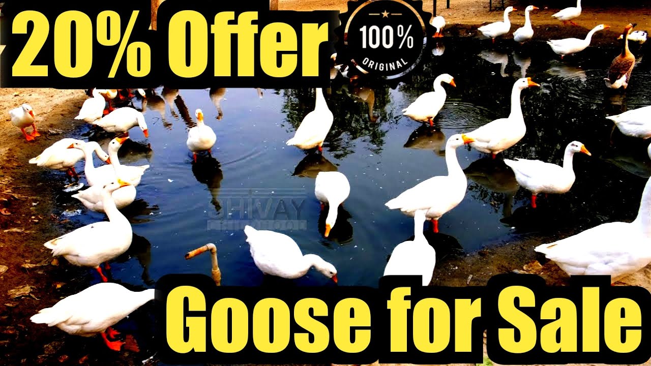 Goose Duck Valarpu Animals Video Birds Vathu valarpu murai in