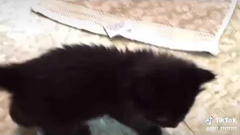 The cat needs a home