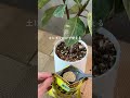 🍀成長期に差をつけたい　リキダス顆粒の使い方🍀【☘Life with Houseplant】2605-9#shorts