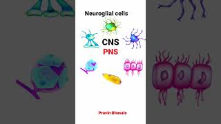 Neuroglial cells