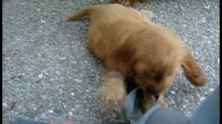 pascal pick up 7,5 weeks.avi