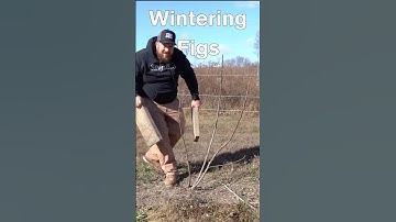 Get cold weather figs ready for winter! Winter fig protection! #fig #cold