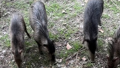 CHARLLES E TÕE EM BUSCA DO PORCÃO EM GOIÁS (PARTE 3) | CHÁCARA COMÉDIA SELVAGEM