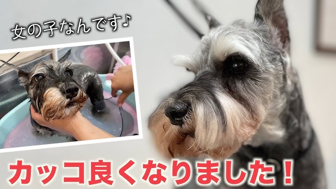 泥パックでしっかりケア 柴犬 コリーチちゃん 21年1月21日 木 Youtube 泥パックでしっかりケア 柴犬 コリーチちゃん 21年1月21日 木 Youtube