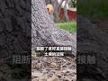 “草籽补不起来的真相” #草坪维护 #lawn #lawncare