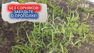 БЕЗ СОРНЯКОВ! КАК ОЧИСТИТЬ ДОРОЖКИ МЕЖДУ ГРЯДКАМИ ОТ СОРНЯКОВ - ЗАБУДЬТЕ О ПРОПОЛКЕ!