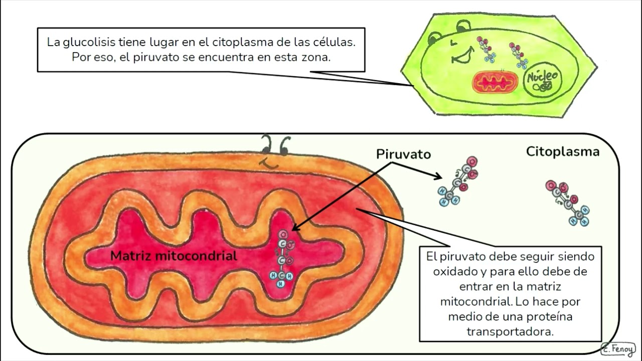 04. Oxidación piruvato (2º Bachillerato)