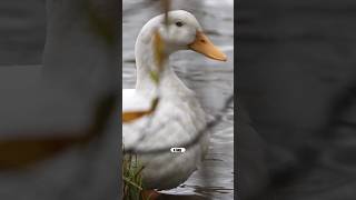 Did You Know THIS About DUCKS’ Love Life??? #nsfw 😂