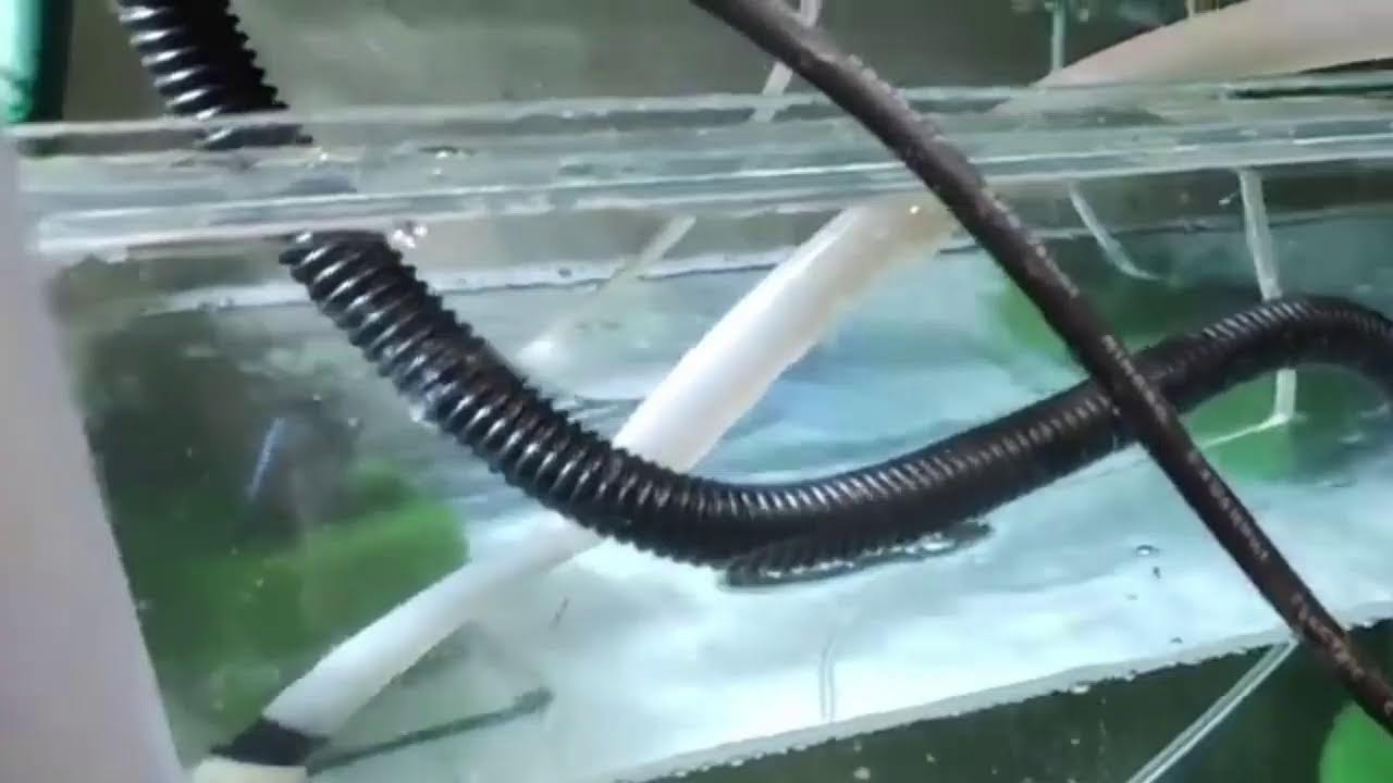 Прямая трансляция пользователя Аквариумна ферма