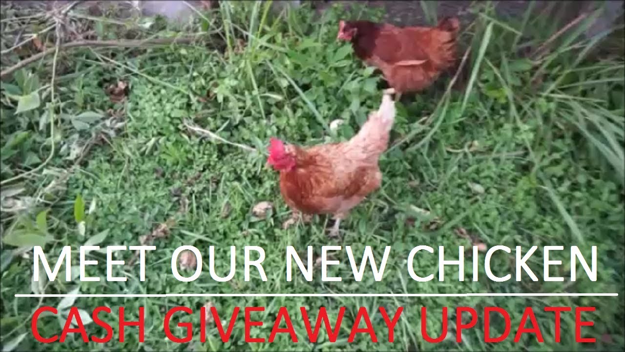 newly weds quotes WE HAD TO GET A NEW CHICKEN | CASH GIVEAWAY UPDATE