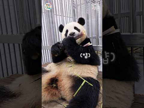 (밀착직캠) 푸바오💕<strong>죽순</strong> 먹방