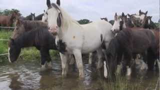 All the Welsh Ponies