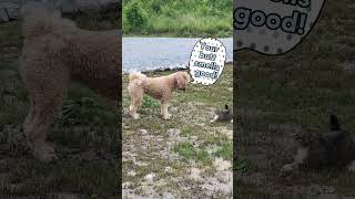 Butt sniffer  Dog sniffs cats butt   #catlover #catanddogfunnyvideos #dog #labradoodle #cat