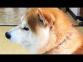 ちょこん
