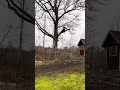martinheljeved.se #arborist #stihl #tree #chainsaw