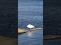 ✨ Pure Stillness | Mute Swan at Walthamstow Wetlands 靜止的一刻|倫敦濕地天鵝療癒短片