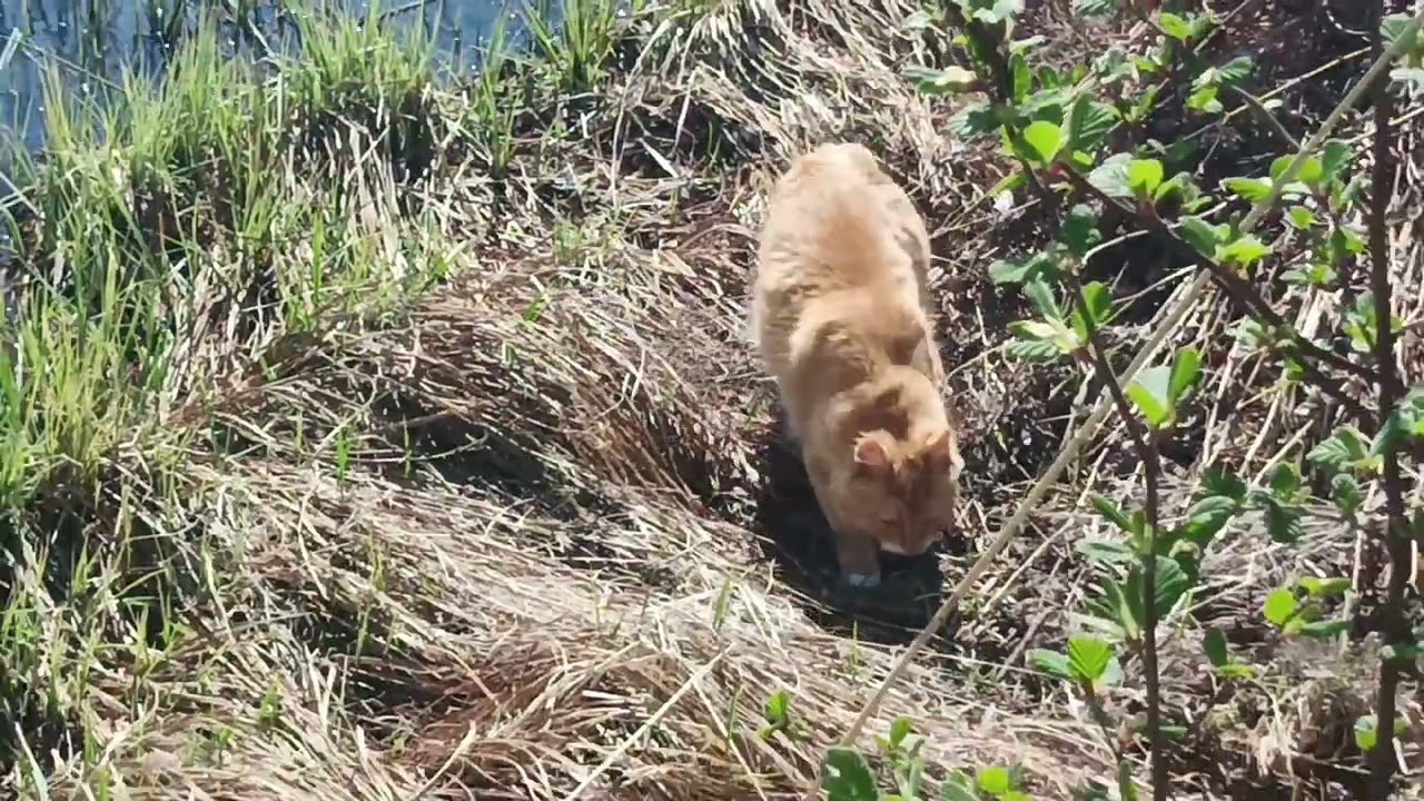 Evijärvi Finland - Countryside summer. Every year  never promise beautiful weather/ Angel Snowbird