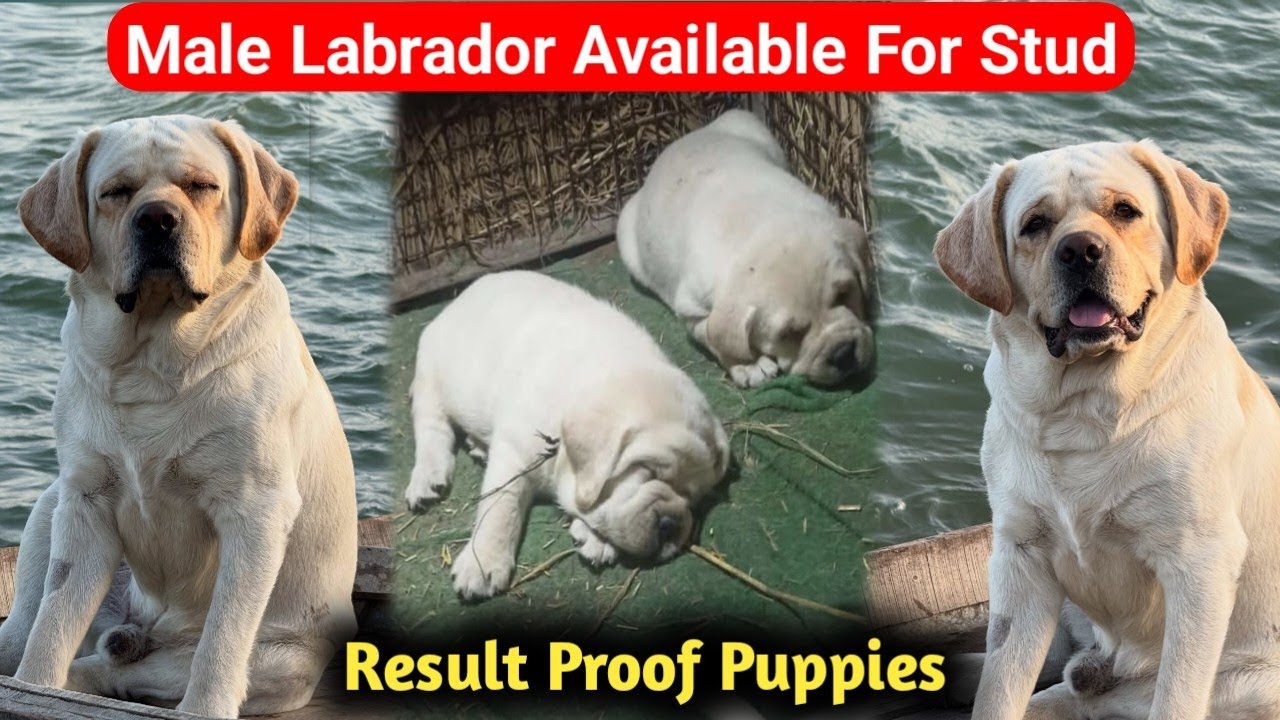 Labrador Male Dog For Stud Service Available in Delhi NCR | KCI registered Male | Labra for Meeting