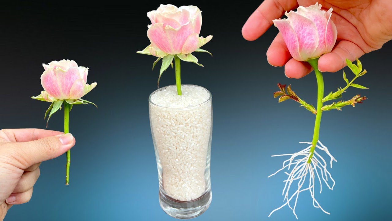 🌹Just rice! Roses take root immediately, germinate and bloom all year round.