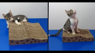 como hacer el rascador para GATOS mas FACIL  y barato con carton reciclado // rascador para gatos