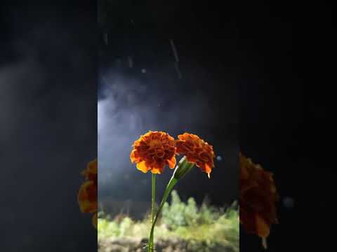همسك بعطر الورد مترف و غرقآن مدري هو أنت العطر وإلا العطر فيك