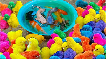 Bắt gà dễ thương, gà cầu vồng, cá cảnh, rùa, cá molly, cá cánh buồm