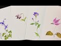 【春の山野草を描く】都忘れ、片栗、オダマキなどを描くDraw spring wild grass　ほのぼの一筆画13