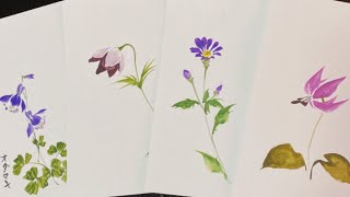 【春の山野草を描く】都忘れ、片栗、オダマキなどを描くDraw spring wild grass　ほのぼの一筆画13