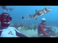 Freediving with pj sharks