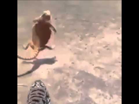 funny-lizard-vine-video
