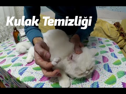 Video: Bir Kedinin Veya Kedinin Kulaklarını, önleyici Ve Tedavi Amaçlı Yetişkin Bir Hayvan Veya Yavru Kedi Için Temizlemekten Ziyade Evde Nasıl Temizleyebilirim?