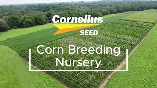 Cornelius Seed's Corn Breeding Nursery
