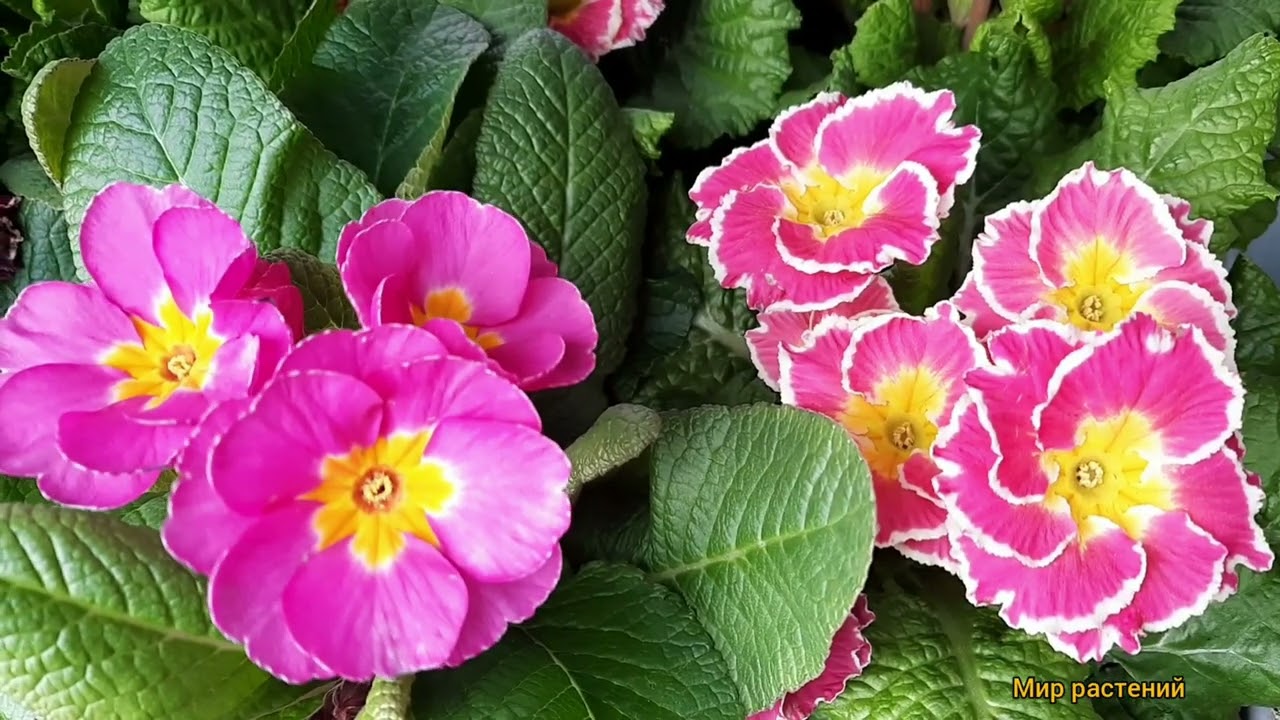 Смотреть видео Смотреть видео