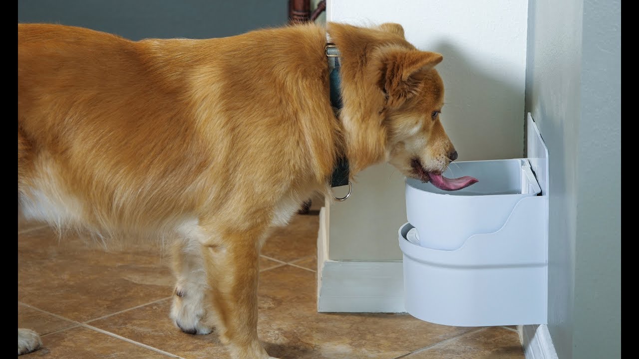 Automatic Filling Pet Water Bowl